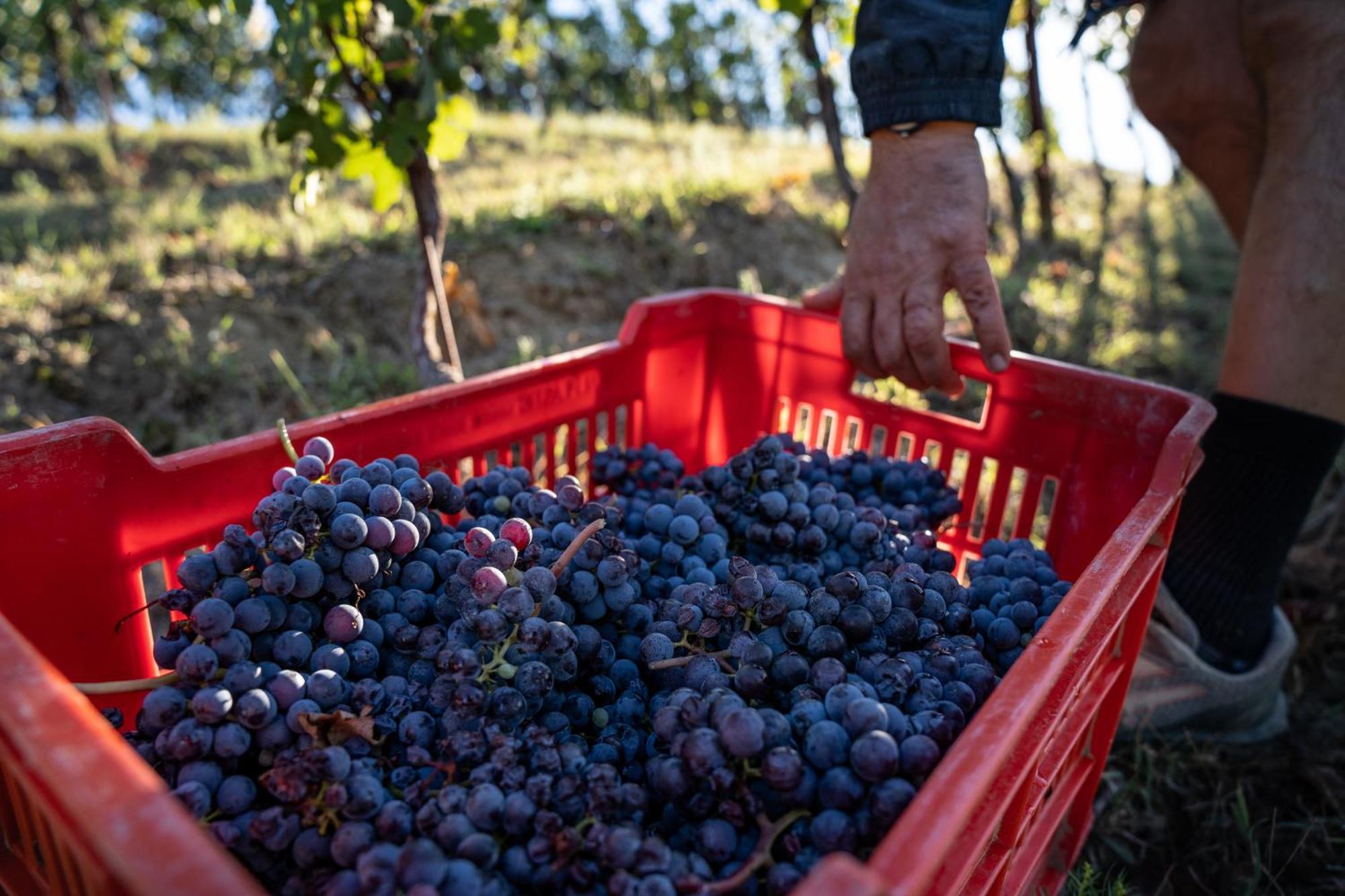 Agriturismo Antichi Poderi Gallina Neive Ngoại thất bức ảnh
